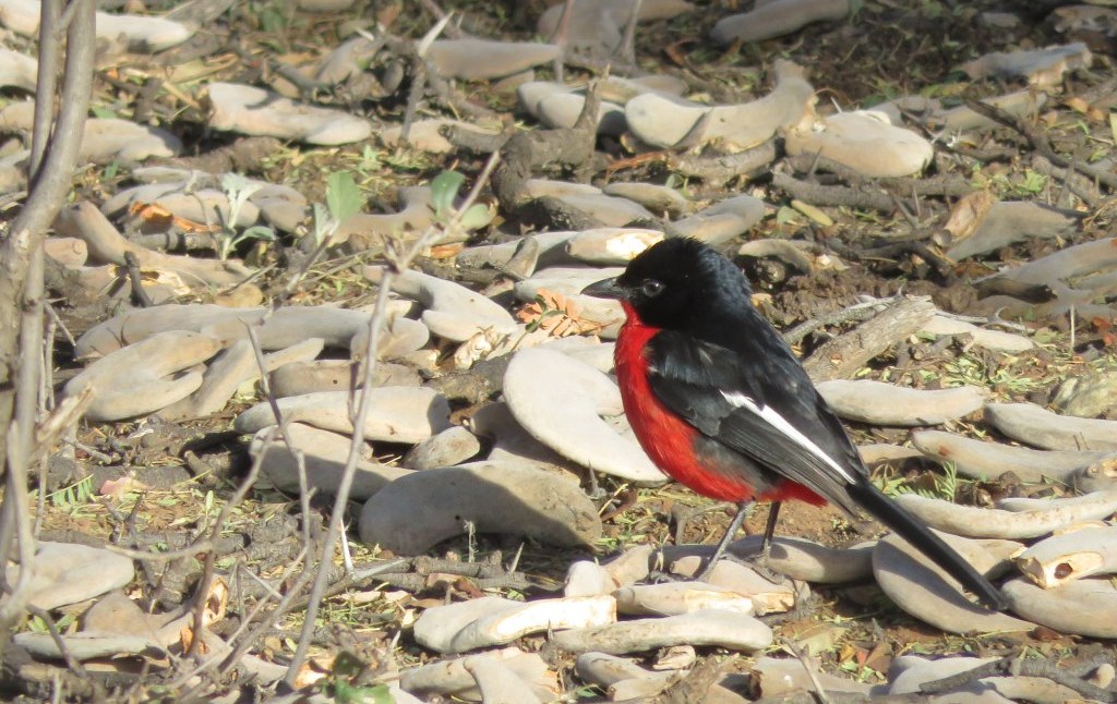 Witsand crimson breasted shrike